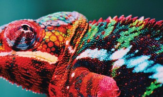 Encre BLANCHE - les Défis